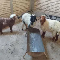 بره نر وماده گوسفند