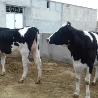 گوساله ماده وتلیسه