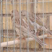 قناری ماده
