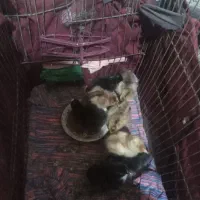 جوجه 3روزه