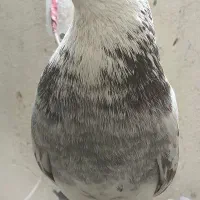 کفتر