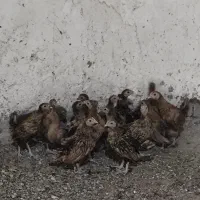 جوجه سیبرایت