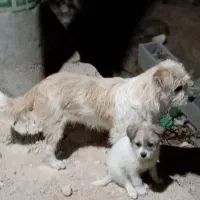 فروش دو قلاده سگ پاپی