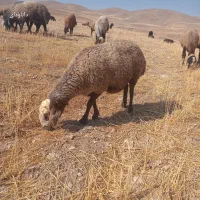 3راس میش جوان