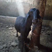 گوسفند نر کیلویی ۶۵۰۰۰۰ تومان