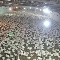 نیازمند کارگر برای مرغداری گوشتی و تخمگذار