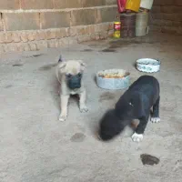 توله