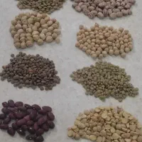 حبوبات عدس عمده و خرده