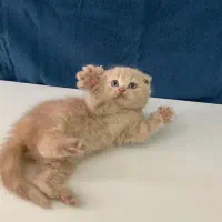 گربه اسکاتیش دبل فولد