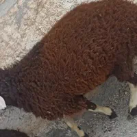 بره نر