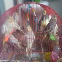 عروس هلندی همش یکجا