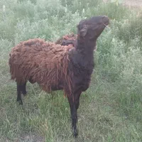 بره نر چاق