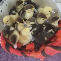 جوجه اردک اسرائیلی