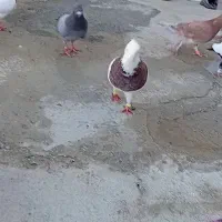 ۳ تا نر مست