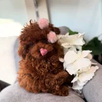 سگ توله توی پودل poodle هلوی اپریکات ۲ ماه