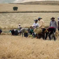 ۴۵من نخود دیم دارم  بصورت کنترات میدم هرکی بچینه