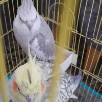 عروس هلندی
