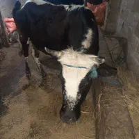 گاو   چالوسی  دورگ