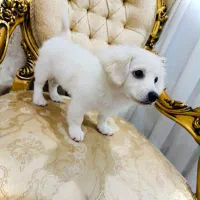 سگ خانگی