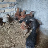 جوجه مرغ و خروس گلپایگانی