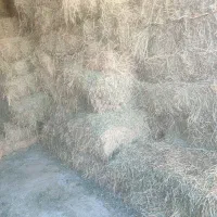 پرس یونجه درجه یک