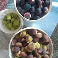 انجیرمحلی