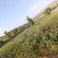 باغ نزدیک سه نبش