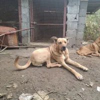 سگ سرابی اصیل