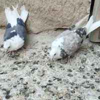 کبوتر