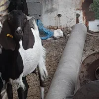 بز پاکستانی