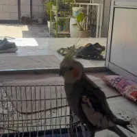 عروس هلندی سخنگو