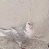کبوتر