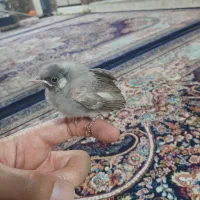 جوجه اهلی اهوازی