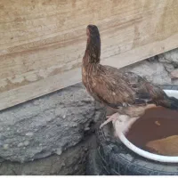 مرغ محلی دورگه اصل سنگین وزن