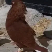 کفتر یا کبوتر دم سفید