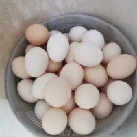 تخم مرغ نطفه دار مرندی و جیرفتی
