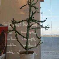 گل ، افوربیا تریگونا