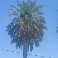 پرداختن نخل