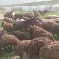 پازن اصیل پاکستانی