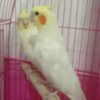 عروس هلندی چشم شرابی