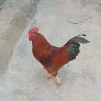 مرغ و خروس محلی