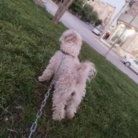 سگ پاکوتا