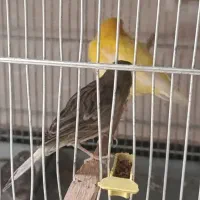 انواع قناری ماده و نر مست