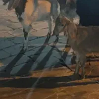 س سه بزغاله پاکستانی مفت ۲۱۵۰۰