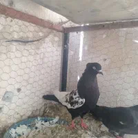 کفتر سینه سیاه نر قلدر