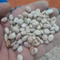 حبوبات|خوردنی و آشامیدنی|شیراز, شهرک مهرگان|دیوار