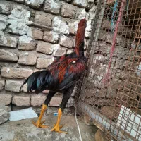 خروس لاری