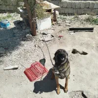 سگ برای جفت گیری