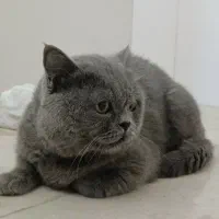 تعدادی گربه نژاد دار و اصیل