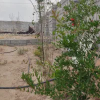 شریک میخوام برای کشاوزی
